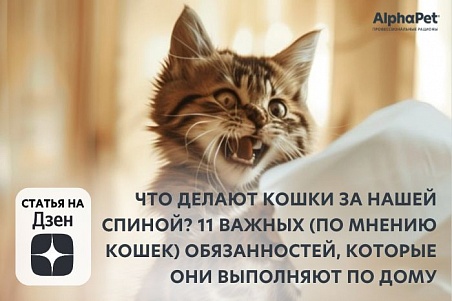 Что делают кошки за нашей спиной? 11 важных (по мнению кошек) обязанностей, которые они выполняют по дому (https://dzen.ru/a/ZfMWSh2Y4QmjOzWT)