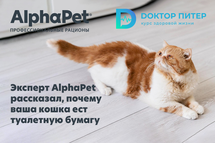Эксперт AlphaPet рассказал, почему ваша кошка ест туалетную бумагу