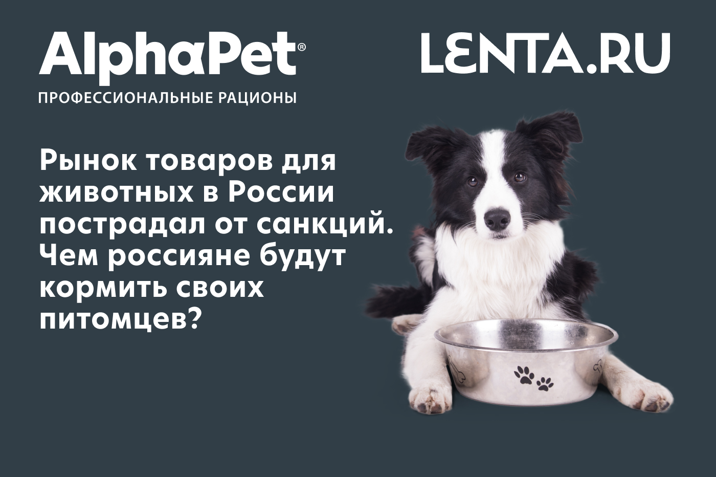 Рынок товаров для животных в России пострадал от санкций. Чем россияне будут кормить своих питомцев?